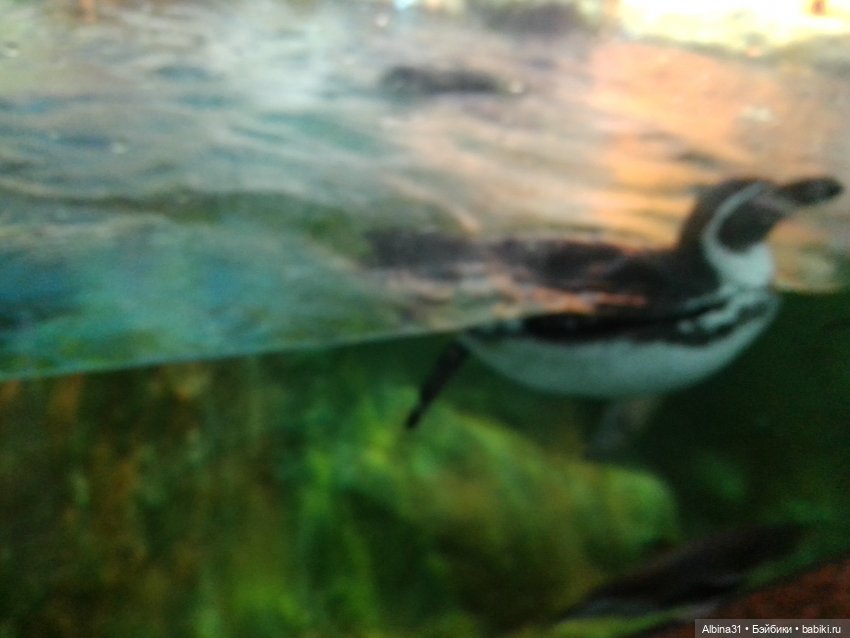 Два зоопарка. Московский (продолжение)