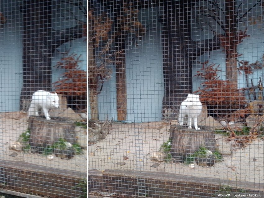 Два зоопарка. Московский (продолжение)