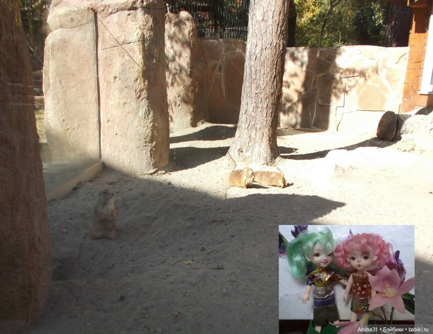 Два зоопарка. Новосибирский