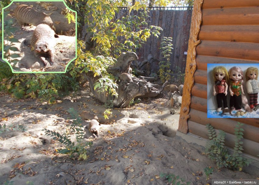 Два зоопарка. Новосибирский