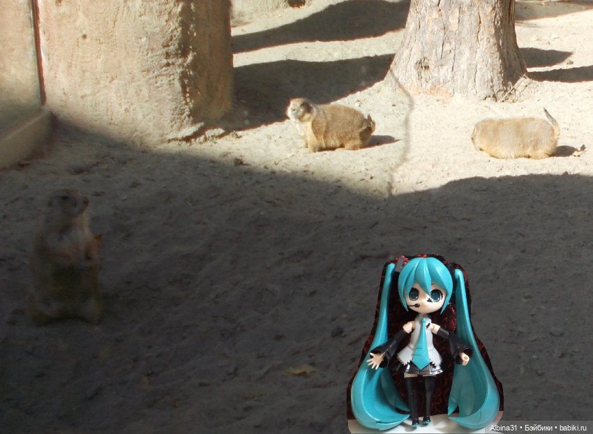 Два зоопарка. Новосибирский