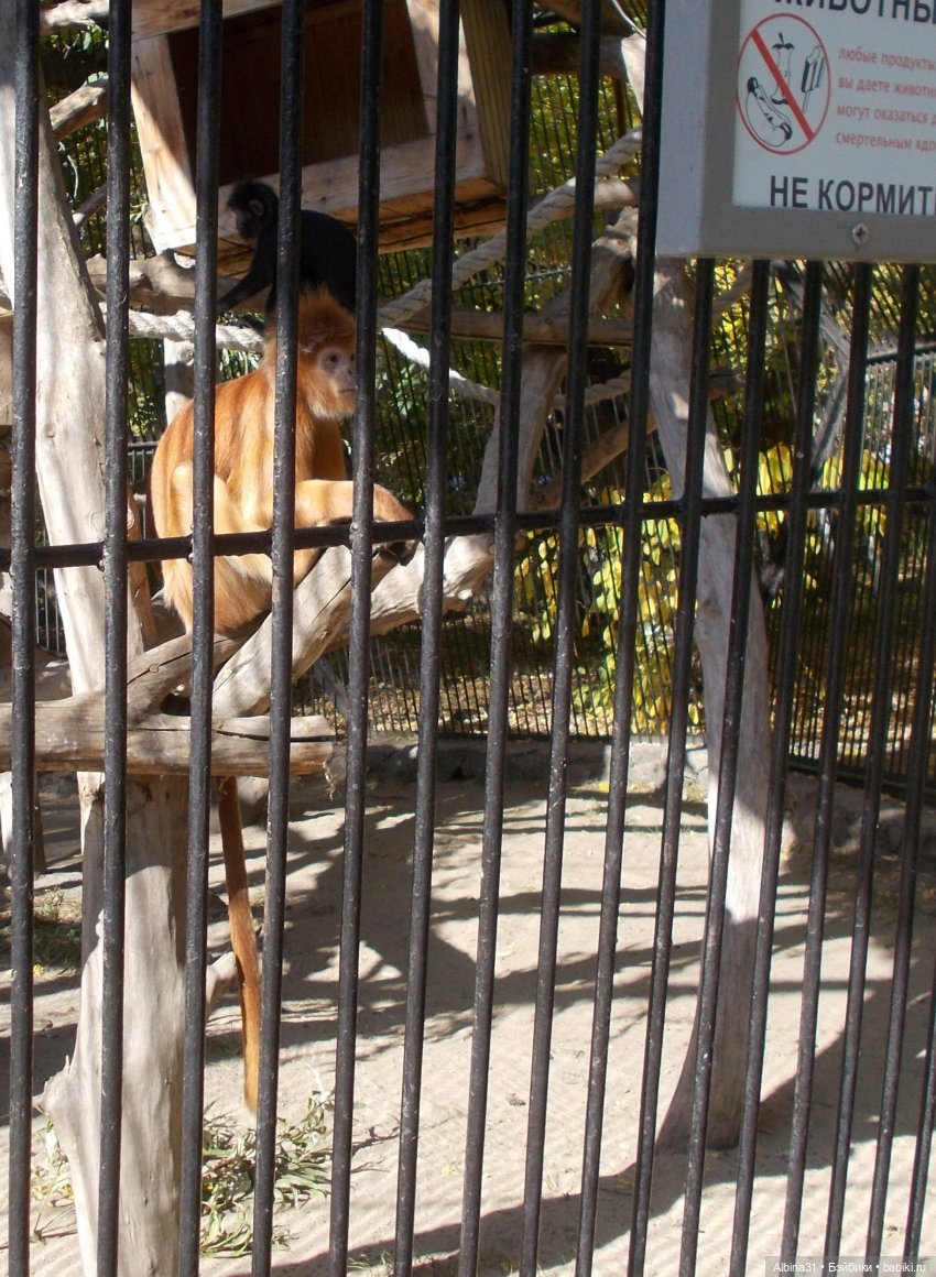 Два зоопарка. Новосибирский (фото 10)