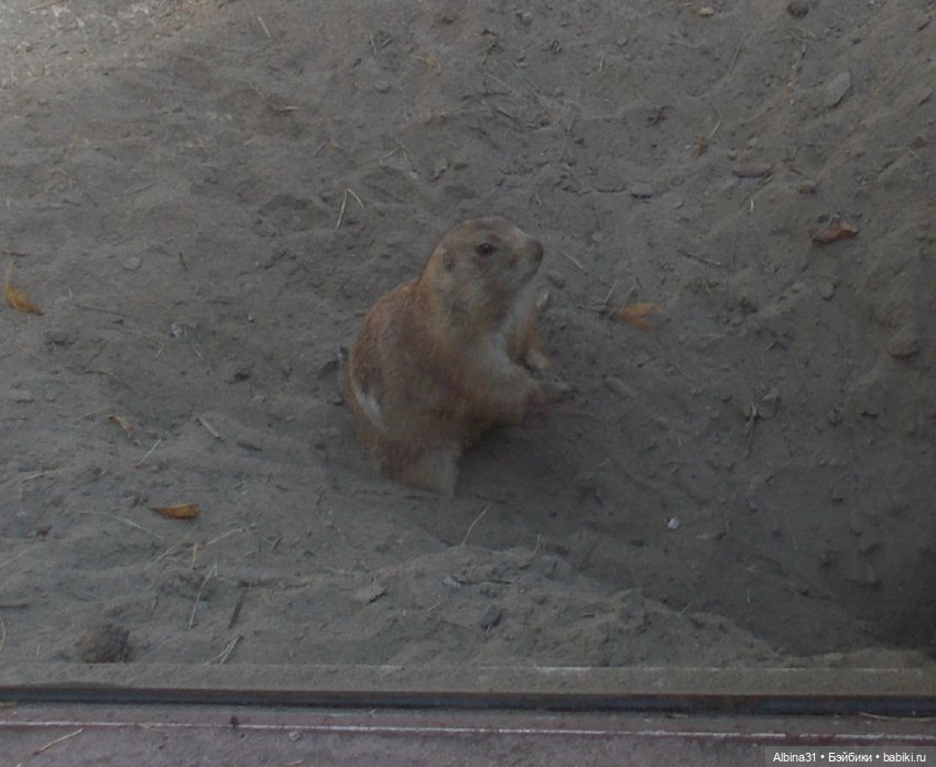 Два зоопарка. Новосибирский