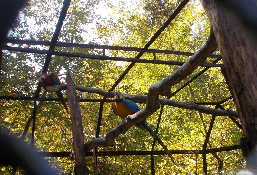 Два зоопарка. Новосибирский