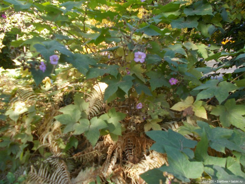 Два зоопарка. Новосибирский