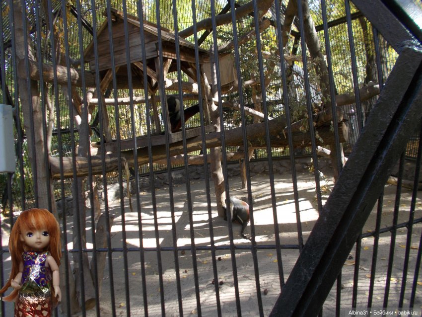 Два зоопарка. Новосибирский