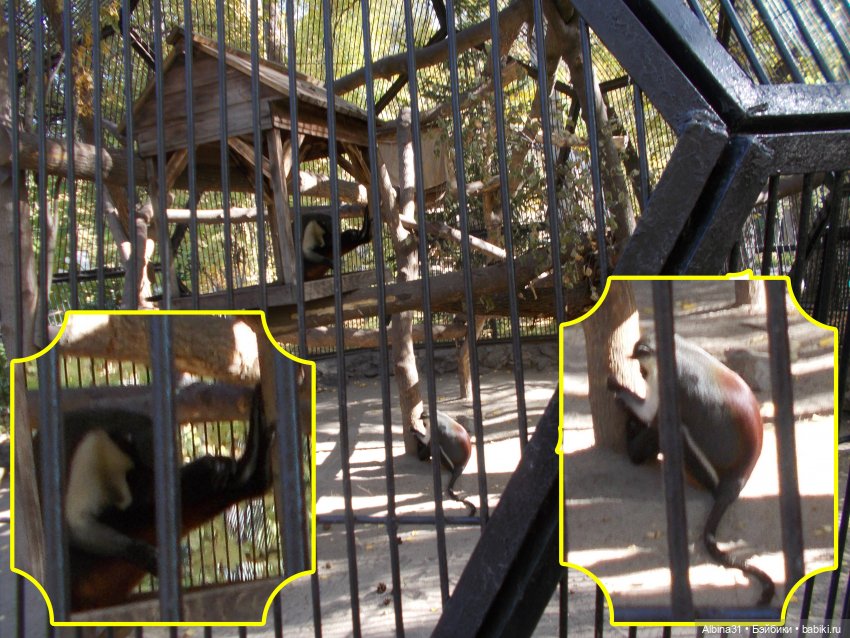 Два зоопарка. Новосибирский