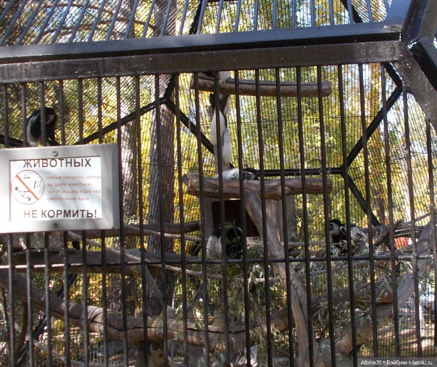 Два зоопарка. Новосибирский