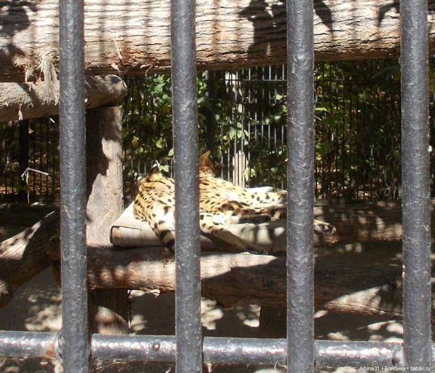 Два зоопарка. Новосибирский