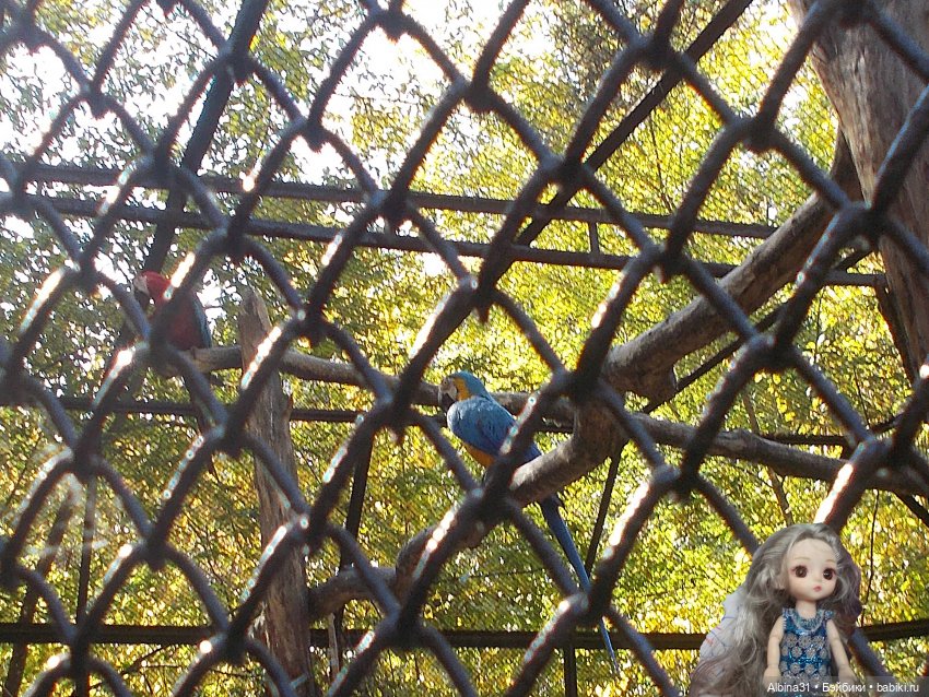 Два зоопарка. Новосибирский