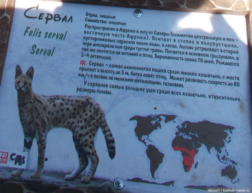 Два зоопарка. Новосибирский