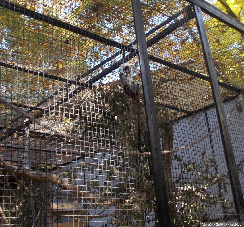 Два зоопарка. Новосибирский