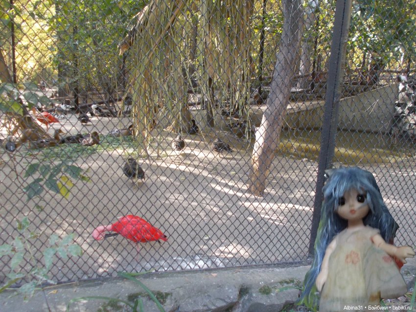 Два зоопарка. Новосибирский