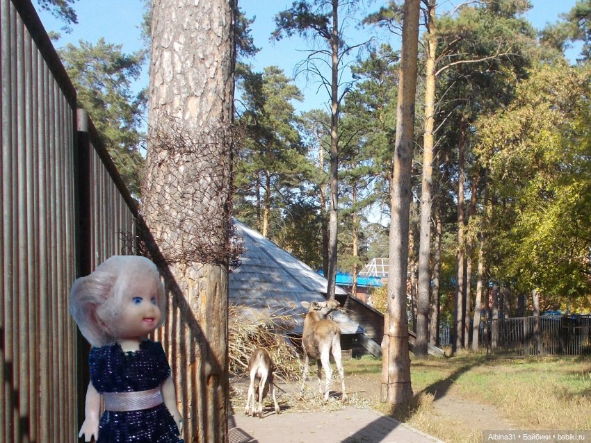 Два зоопарка. Новосибирский