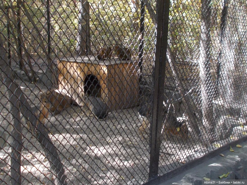 Два зоопарка. Новосибирский