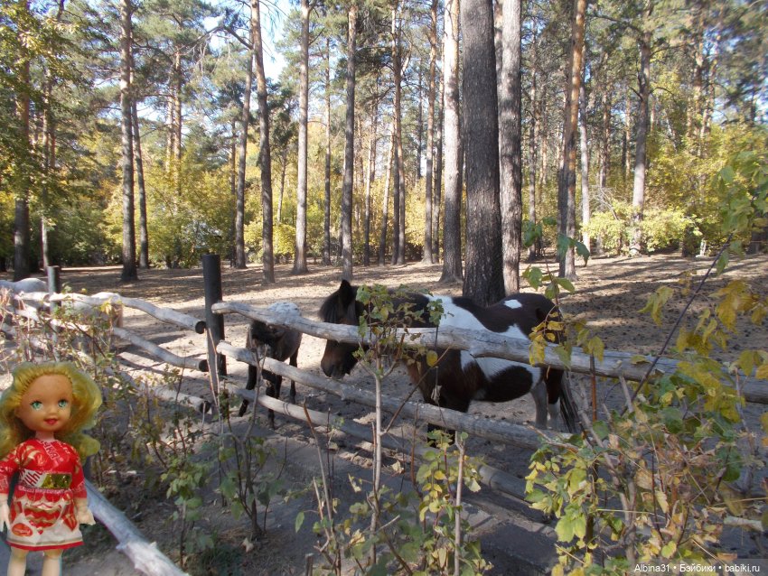 Два зоопарка. Новосибирский