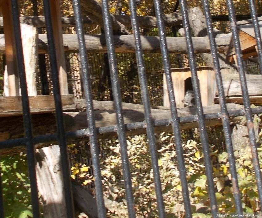 Два зоопарка. Новосибирский