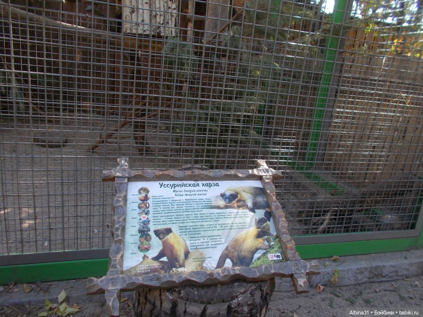 Два зоопарка. Новосибирский