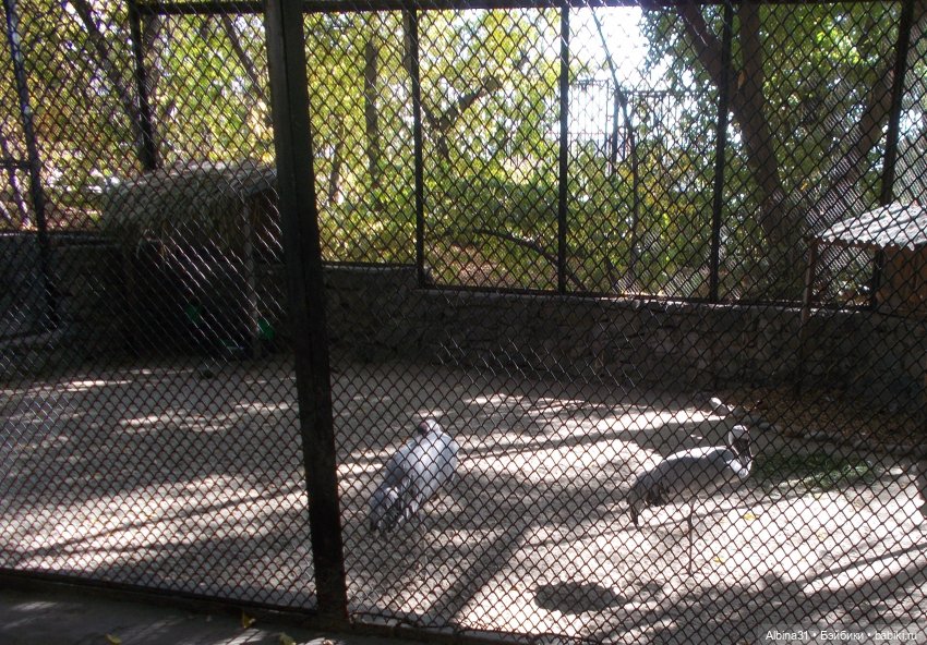 Два зоопарка. Новосибирский