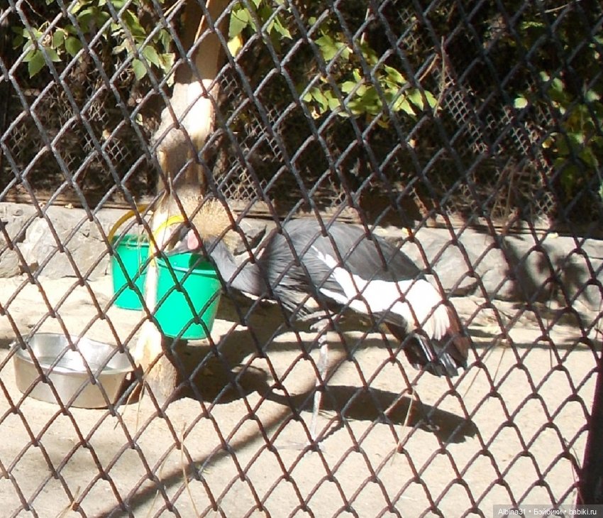 Два зоопарка. Новосибирский