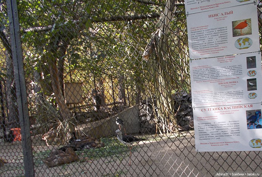 Два зоопарка. Новосибирский