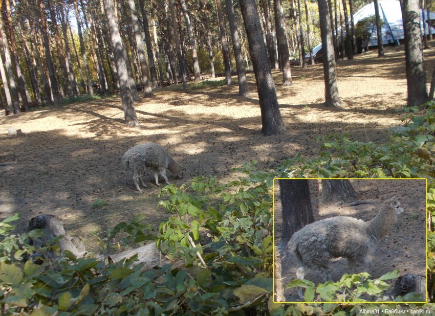 Два зоопарка. Новосибирский