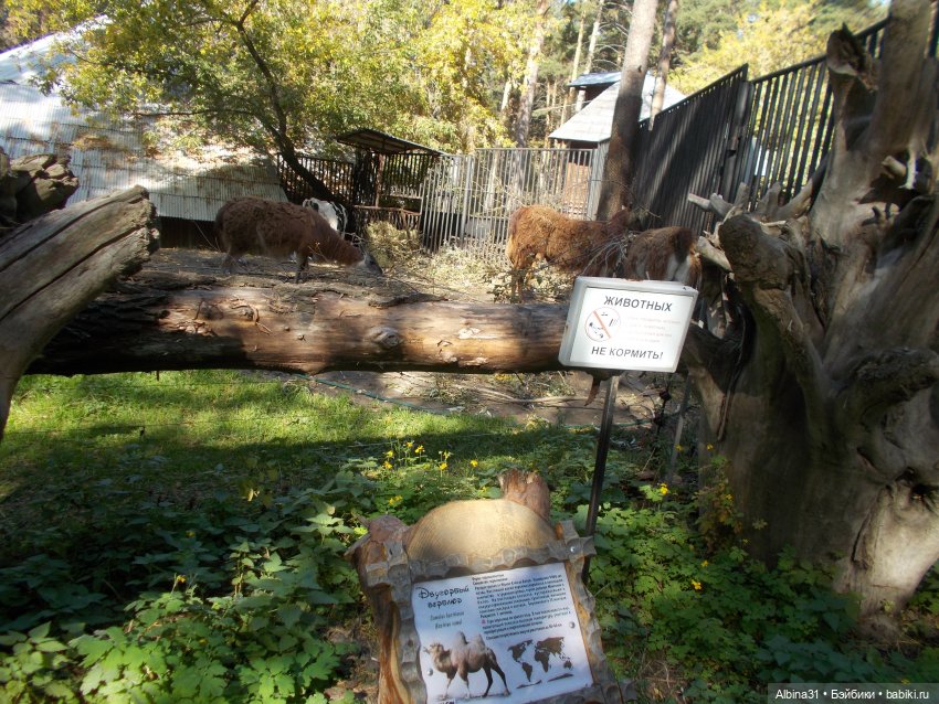 Два зоопарка. Новосибирский