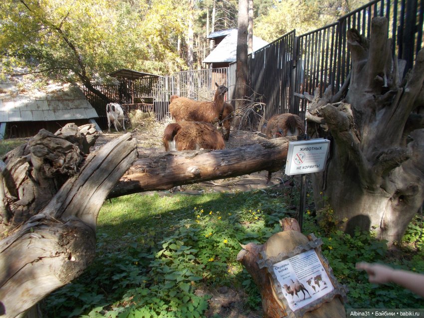 Два зоопарка. Новосибирский