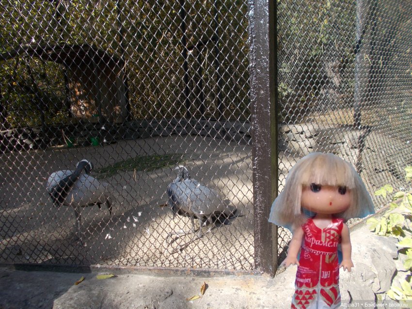 Два зоопарка. Новосибирский