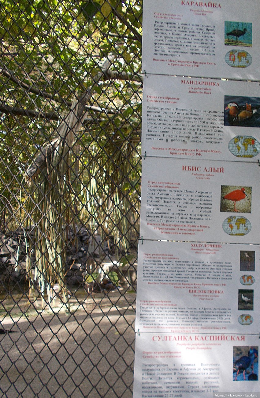 Два зоопарка. Новосибирский