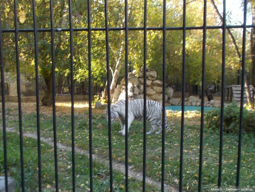 Два зоопарка... Новосибирский (окончание)