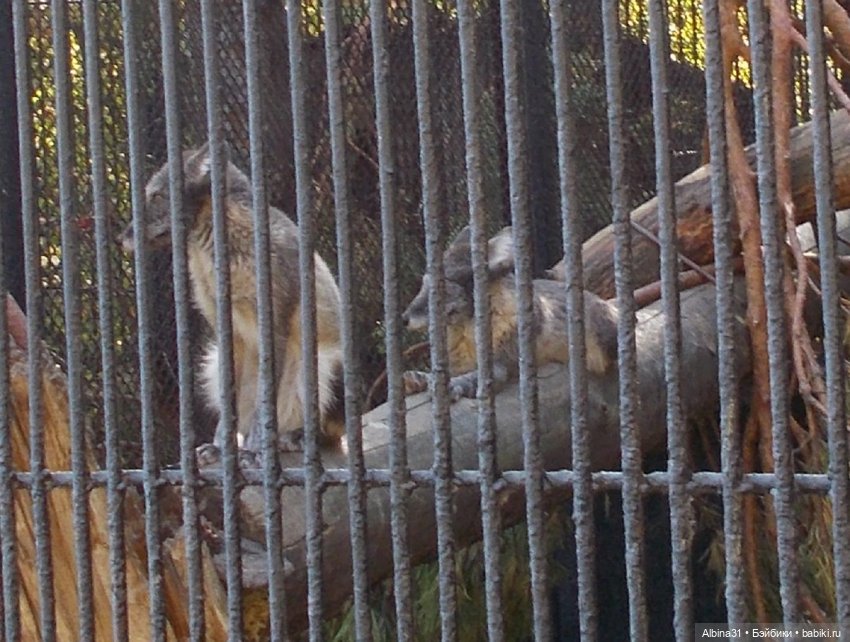 Два зоопарка... Новосибирский (окончание) (фото 8)