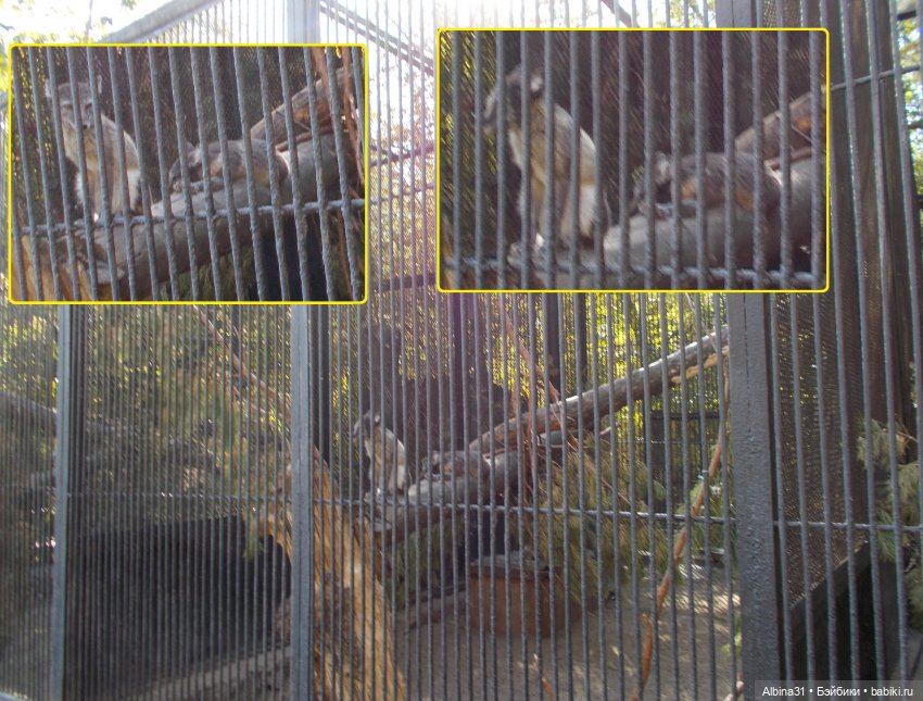 Два зоопарка... Новосибирский (окончание) (фото 6)