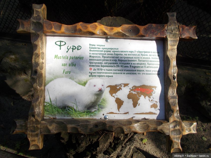 Два зоопарка... Новосибирский (окончание) (фото 10)