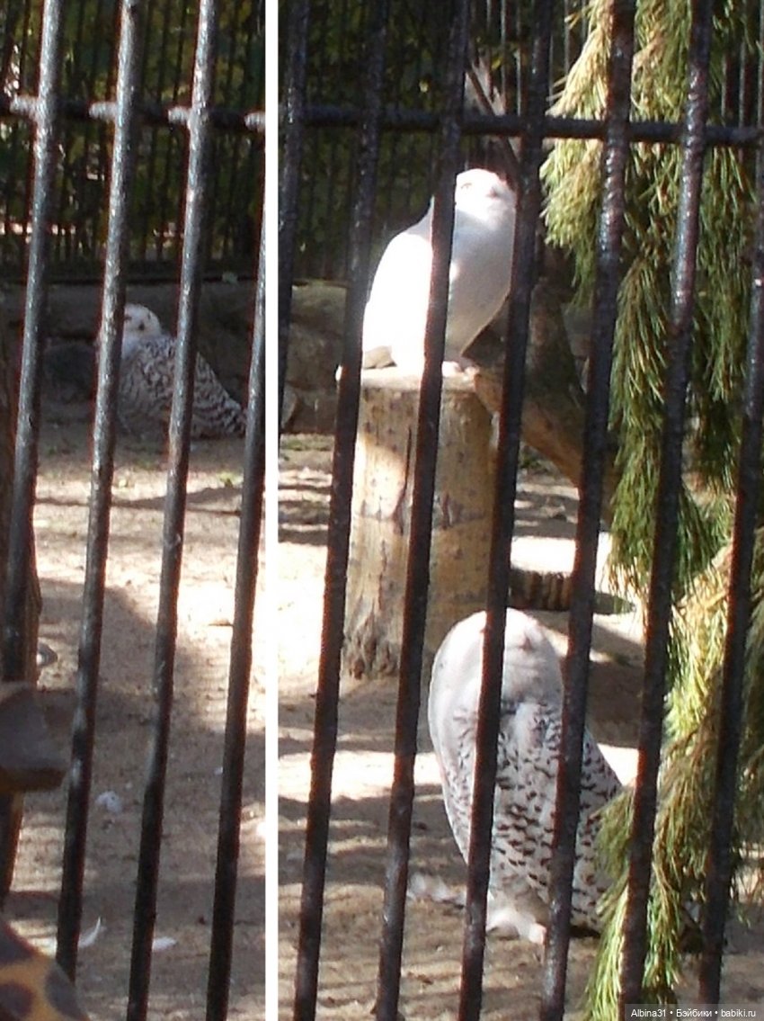 Два зоопарка... Новосибирский (окончание)