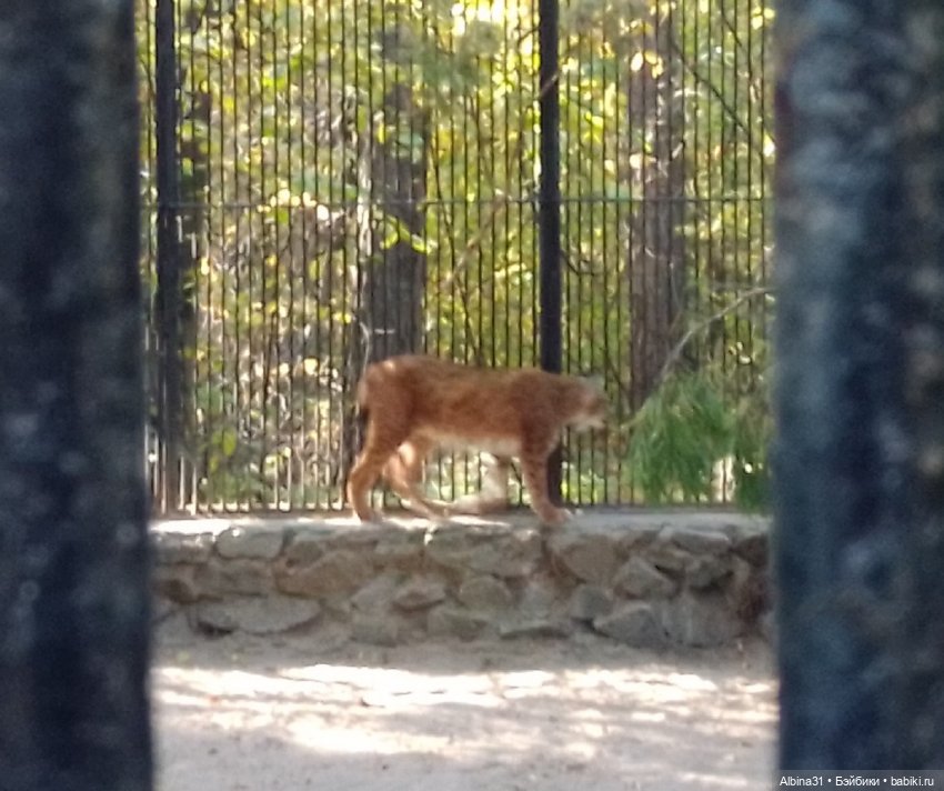 Два зоопарка... Новосибирский (окончание)