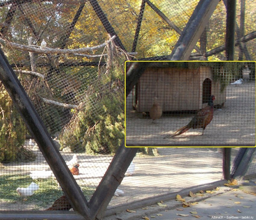 Два зоопарка... Новосибирский (окончание)