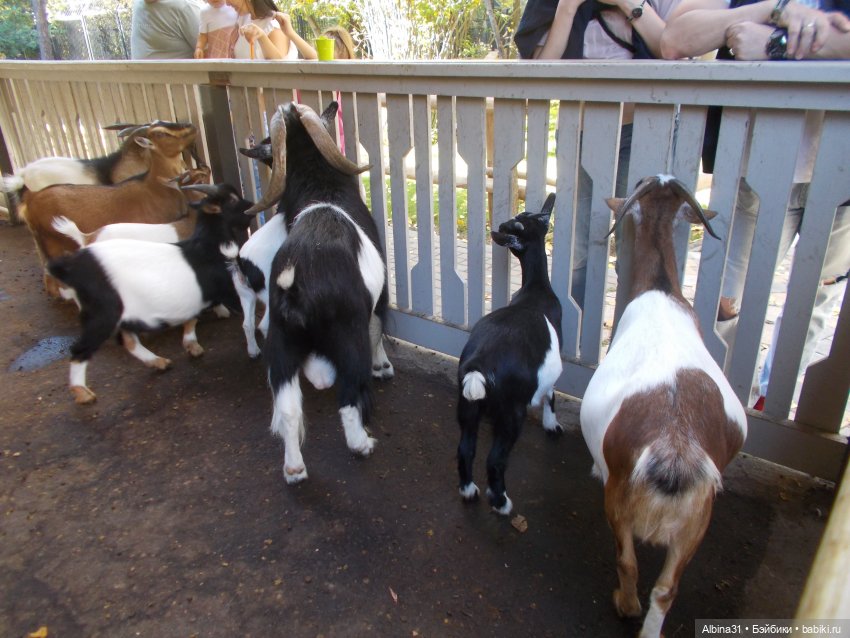 Два зоопарка. Новосибирский