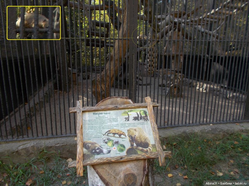 Два зоопарка... Новосибирский (окончание) (фото 3)