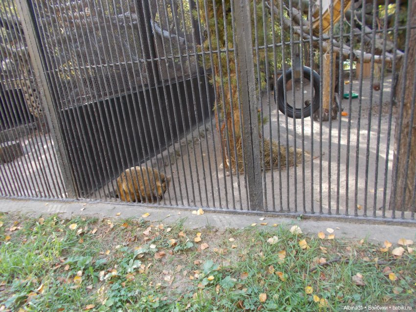 Два зоопарка... Новосибирский (окончание) (фото 4)