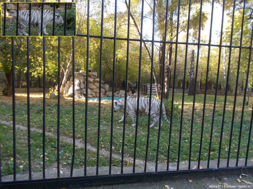 Два зоопарка... Новосибирский (окончание)