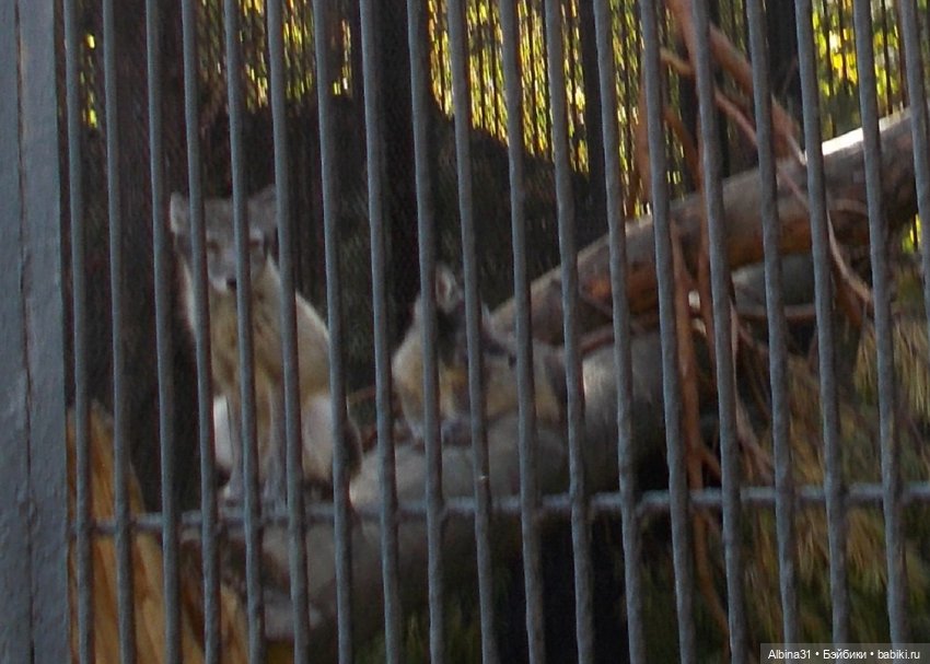 Два зоопарка... Новосибирский (окончание) (фото 7)