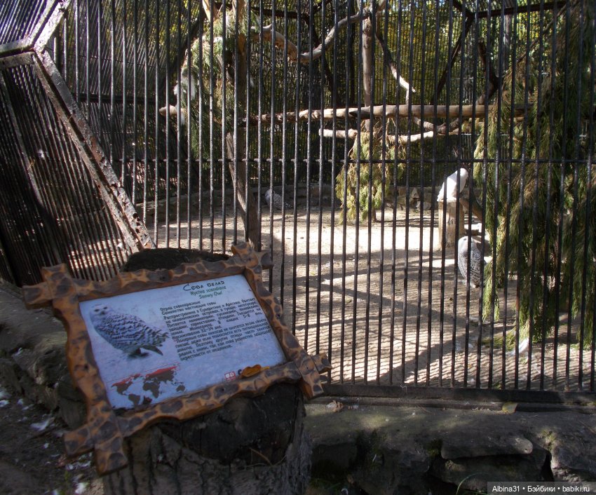 Два зоопарка... Новосибирский (окончание)