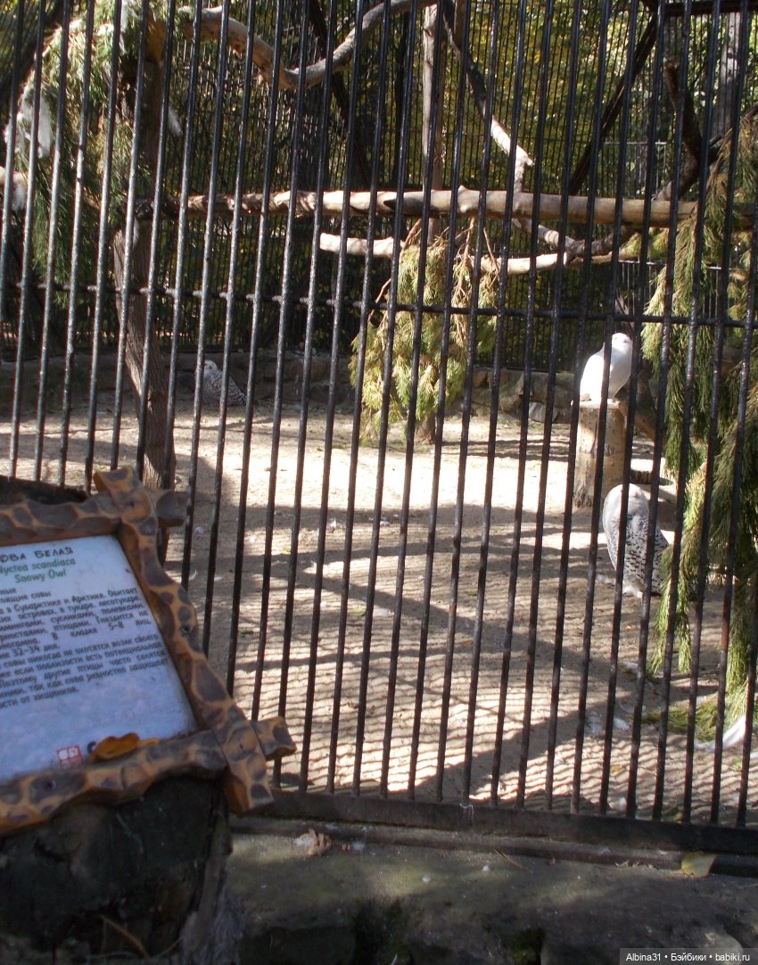 Два зоопарка... Новосибирский (окончание)