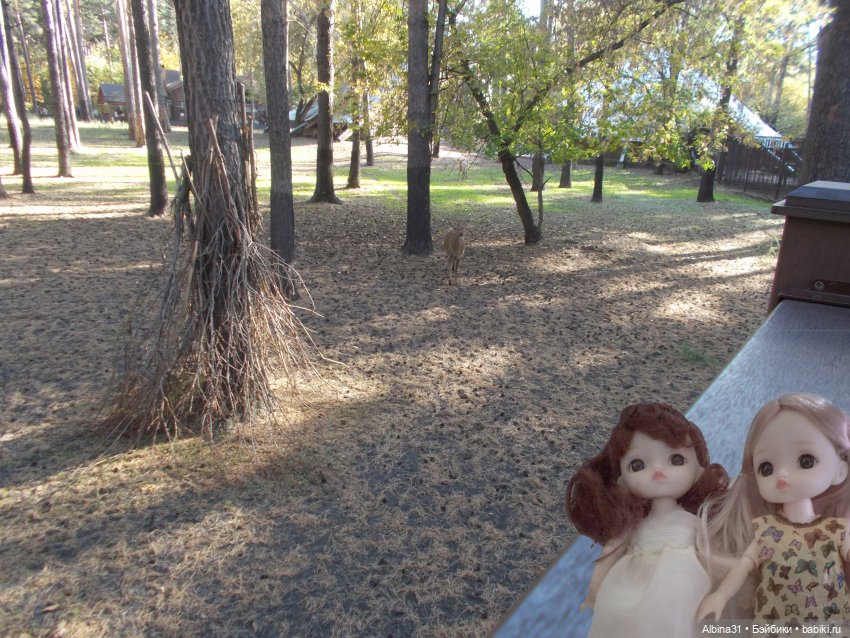 Два зоопарка... Новосибирский (окончание)