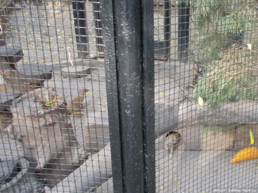 Два зоопарка... Новосибирский (окончание)