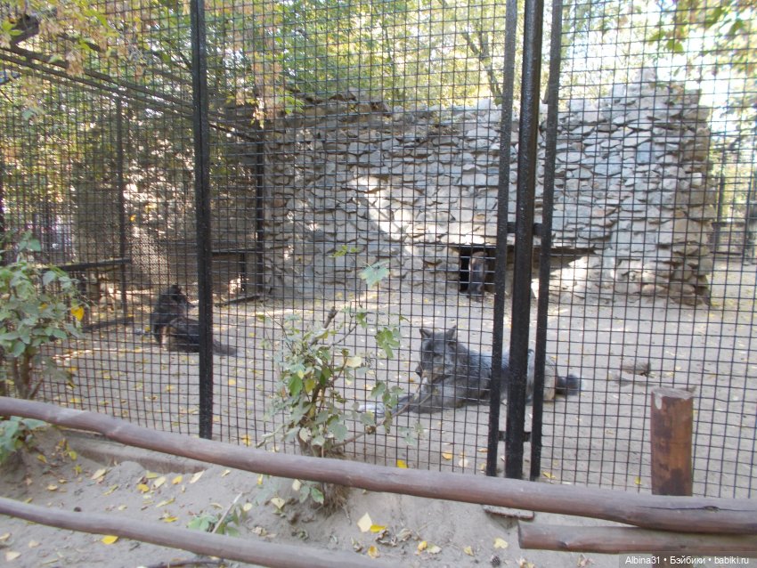 Два зоопарка... Новосибирский (окончание)