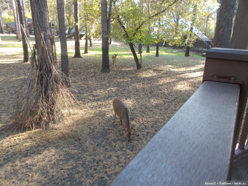 Два зоопарка... Новосибирский (окончание)