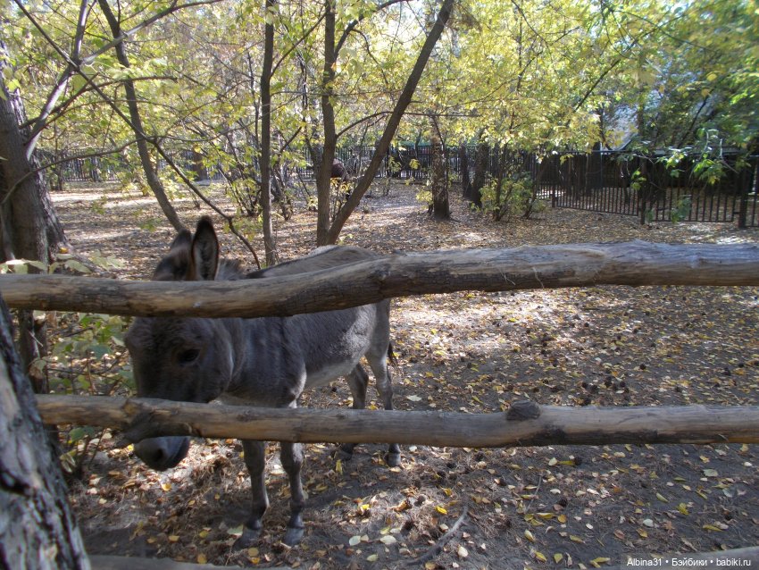 Два зоопарка... Новосибирский (окончание)