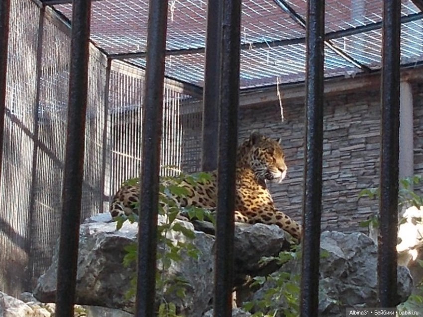 Два зоопарка... Новосибирский (окончание)